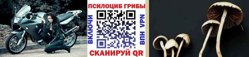 Псилоцибиновые грибы MAGIC MUSHROOMS Кудымкар